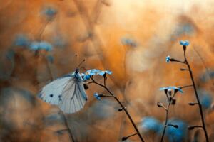 Fotografija Close-up of butterfly on plant, pozytywka / 500px