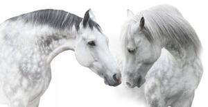 Umjetnička fotografija Couple horse portrait on white, Nemyrivskyi Viacheslav, (40 x 22.5 cm)