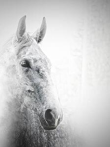 Umjetnička fotografija White horse, Carmelka, (30 x 40 cm)