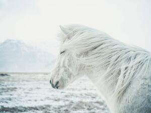 Umjetnička fotografija Icelandic Horse, Andre Schoenherr, (40 x 30 cm)
