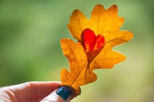 Umjetnička fotografija Autumn yellow leaf with cut heart in a hand, polya_olya, (40 x 26.7 cm)