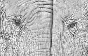 Umjetnička fotografija Close-up of two elephants standing face to face, juanluis_duran, (40 x 26.7 cm)