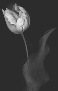 Umjetnička fotografija Monochrome multi-shaded Parrot Tulip, OGphoto, (26.7 x 40 cm)