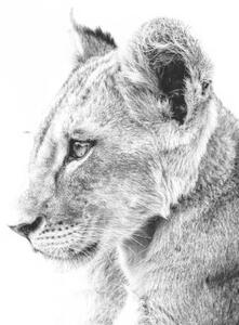 Umjetnička fotografija Grayscale shot of a cute lion, Wirestock, (40 x 26.7 cm)