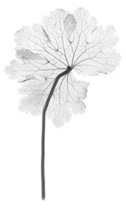Umjetnička fotografija Cranesbill leaf, (Geranium sp.), X-ray, NICK VEASEY/SCIENCE PHOTO LIBRARY, (26.7 x 40 cm)