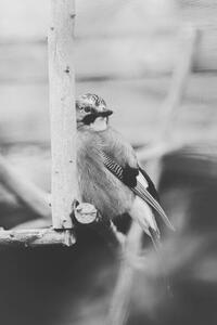 Umjetnička fotografija Birdie Photo,Close-up of jay perching on feeder, Iolu Marian Beniamin / 500px, (26.7 x 40 cm)