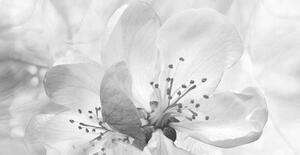 Umjetnička fotografija Roses flowers. Floral spring background. Close-up., Fnadya76, (40 x 20 cm)