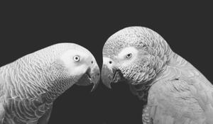 Umjetnička fotografija Two Beautiful Big Grey Parrot Closeup, Amit Chauhan, (40 x 22.5 cm)