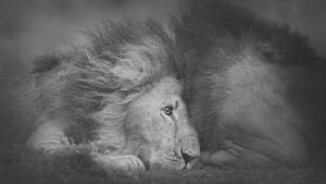 Umjetnička fotografija Beautiful Portrait of Two Male Lions, Vicki Jauron, Babylon and Beyond Photography, (40 x 22.5 cm)