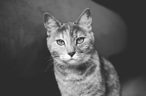Umjetnička fotografija Domestic cat looking at camera, Mario Gutiérrez, (40 x 26.7 cm)