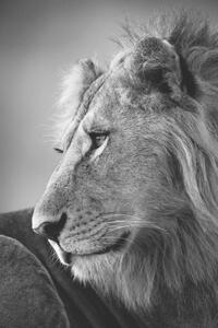 Umjetnička fotografija Mono close-up of male lion looking left, nicholas_dale, (26.7 x 40 cm)