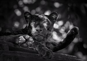 Umjetnička fotografija Panther or leopard are relaxing, undefined undefined, (40 x 26.7 cm)