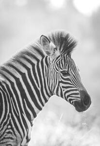 Umjetnička fotografija Zebra, Zhanna Muzalevskaia, (26.7 x 40 cm)