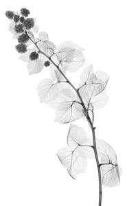 Umjetnička fotografija Blackberry plant, X-ray, NICK VEASEY/SCIENCE PHOTO LIBRARY, (26.7 x 40 cm)