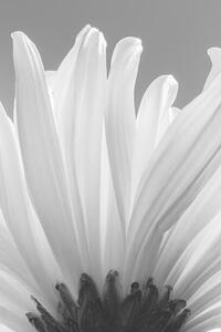 Umjetnička fotografija white chrysanthemum bw, uuoott, (26.7 x 40 cm)