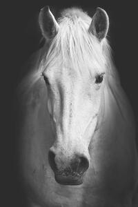 Umjetnička fotografija Portrait of a white horse., kasto80, (26.7 x 40 cm)