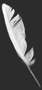 Umjetnička fotografija Beautiful white feather isolated on black, nadtytok, (26.7 x 40 cm)