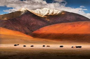 Umjetnička fotografija Wild yaks in Ladakh, India., Nabarun Bhattacharya, (40 x 26.7 cm)