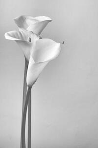 Umjetnička fotografija Calla lilies, Svetl, (26.7 x 40 cm)
