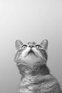 Umjetnička fotografija a cat on grey background, Zoonar RF, (26.7 x 40 cm)