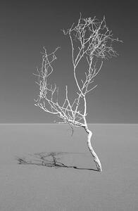 Umjetnička fotografija Art of nature, Sossuvlei, Namib desert, Mike Korostelev, (26.7 x 40 cm)
