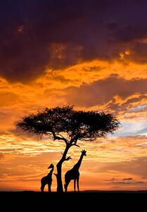 Umjetnička fotografija Silhoutted Giraffe with acacia tree at sunset, Darrell Gulin, (26.7 x 40 cm)
