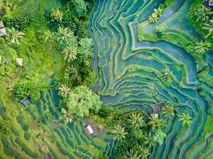 Umjetnička fotografija Aerial view of Rice Terrace in Bali Indonesia, Travelstoxphoto, (40 x 30 cm)