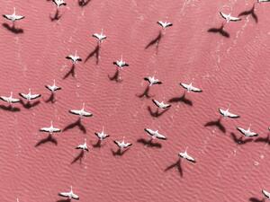 Umjetnička fotografija Drone image close to flamingos flying, Abstract Aerial Art, (40 x 30 cm)