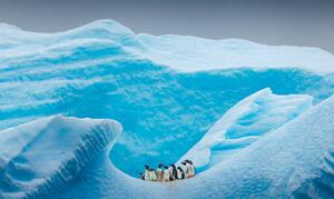 Umjetnička fotografija A group of Penguins stand atop, David Merron Photography, (40 x 24.6 cm)