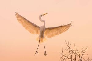 Umjetnička fotografija Graceful white Heron in flight, Wirestock, (40 x 26.7 cm)