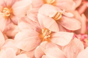 Umjetnička fotografija Close-up of pink flowers, Natalia Serenko / 500px, (40 x 26.7 cm)