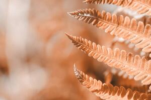 Umjetnička fotografija Fern leaf closeup, natural ferns pattern., Anna Skliarenko, (40 x 26.7 cm)