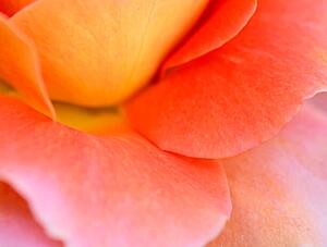 Umjetnička fotografija Colorful Rose Petal, Katie Plies, (40 x 30 cm)