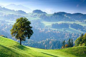 Umjetnička fotografija Switzerland, Bernese Oberland, tree on hillside, Travelpix Ltd, (40 x 26.7 cm)