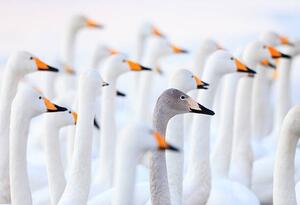 Fotografija Unique swan, High quality images of Japan and nature, (40 x 26.7 cm)