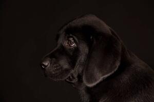 Umjetnička fotografija black Labrador Retriever puppy, Koljambus, (40 x 26.7 cm)