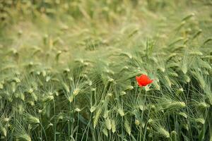 Umjetnička fotografija Lonely poppy in a wheat field, Jean-Philippe Tournut, (40 x 26.7 cm)