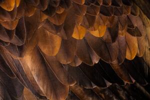 Fotografija Golden Eagle's feathers, Tim Platt, (40 x 26.7 cm)