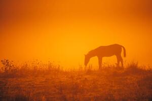 Umjetnička fotografija Horse silhouette on morning meadow. Orange, kovop58, (40 x 26.7 cm)