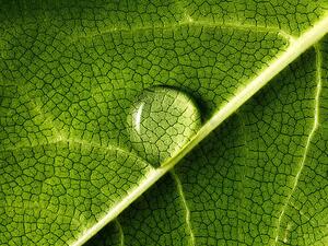 Umjetnička fotografija water drop on leaf, Mark Mawson, (40 x 30 cm)