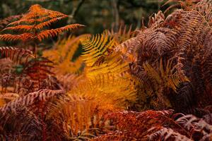Umjetnička fotografija dry ferns in a forest in fall, vicvaz, (40 x 26.7 cm)