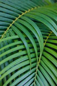 Umjetnička fotografija Tropical Coconut Palm Leaves, Darrell Gulin, (26.7 x 40 cm)