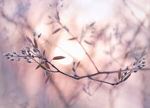 Umjetnička fotografija Sun shining through branches with dew covered buds, EschCollection, (40 x 30 cm)
