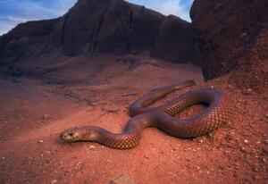 Umjetnička fotografija Large, wild king brown/mulga snake, Kristian Bell, (40 x 26.7 cm)