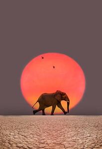 Umjetnička fotografija Elephant walking., Grant Faint, (26.7 x 40 cm)