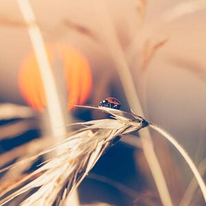 Umjetnička fotografija Ladybug sitting on wheat during sunset, Pawel Gaul, (40 x 40 cm)