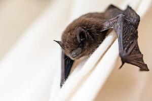 Umjetnička fotografija common pipistrelle a small bat, fermate, (40 x 26.7 cm)