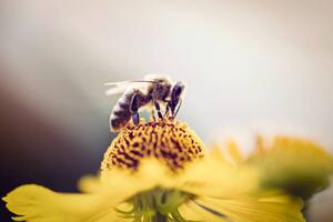 Umjetnička fotografija Honeybee collecting pollen from a flower, mrs, (40 x 26.7 cm)