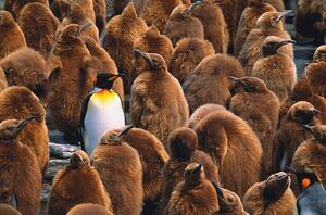 Umjetnička fotografija Adult king penguin surrounded by, Art Wolfe, (40 x 26.7 cm)