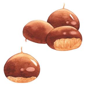 Fotografija Watercolor Chestnuts, saemilee, (40 x 40 cm)